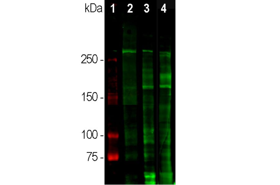 Western Blot - Anti-Laminin Antibody (A85395) - Antibodies.com