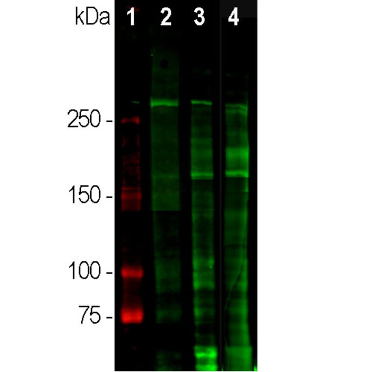 Western Blot - Anti-Laminin Antibody (A85395) - Antibodies.com