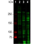 Western Blot - Anti-Laminin Antibody (A85395) - Antibodies.com
