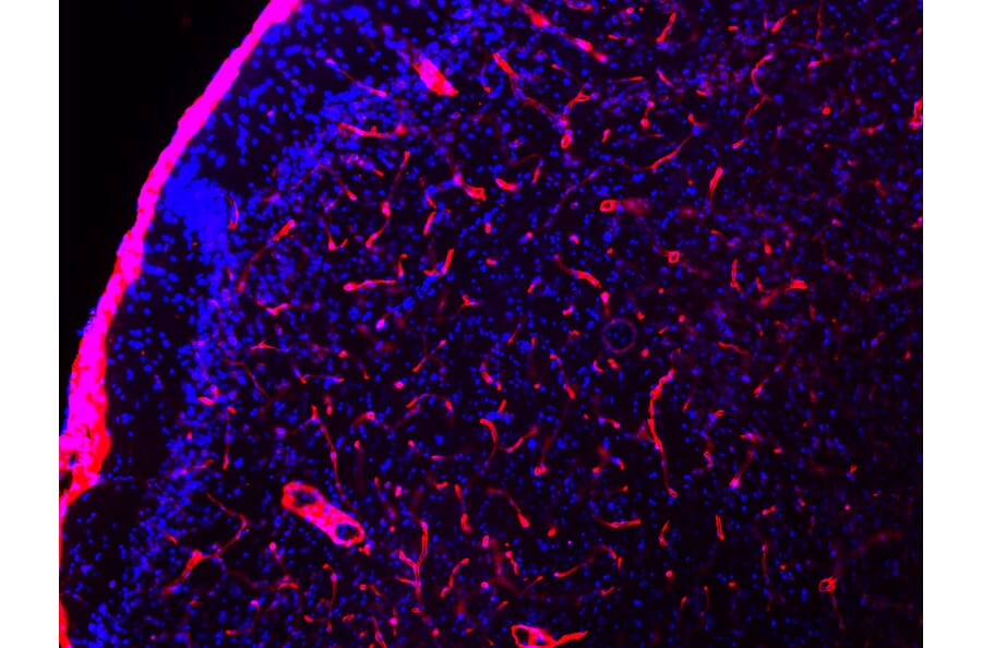 Immunofluorescence - Anti-Laminin Antibody (A85395) - Antibodies.com