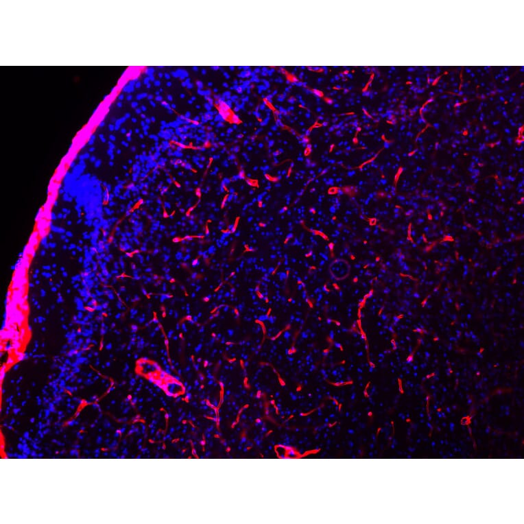Immunofluorescence - Anti-Laminin Antibody (A85395) - Antibodies.com