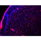 Immunofluorescence - Anti-Laminin Antibody (A85395) - Antibodies.com