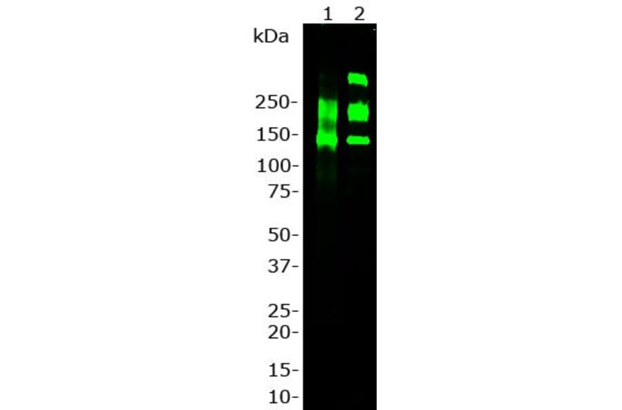 Western Blot - Anti-Laminin Antibody (A85395) - Antibodies.com