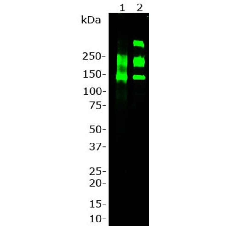Western Blot - Anti-Laminin Antibody (A85395) - Antibodies.com
