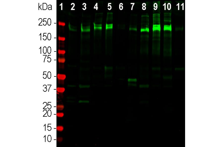 Western Blot - Anti-Laminin Antibody (A85395) - Antibodies.com
