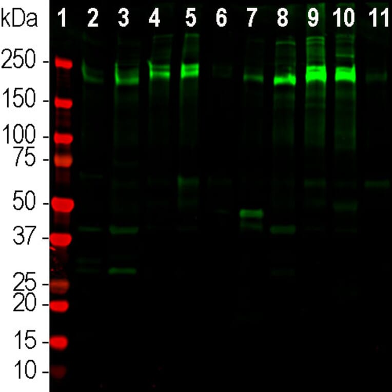 Western Blot - Anti-Laminin Antibody (A85395) - Antibodies.com