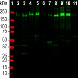 Western Blot - Anti-Laminin Antibody (A85395) - Antibodies.com