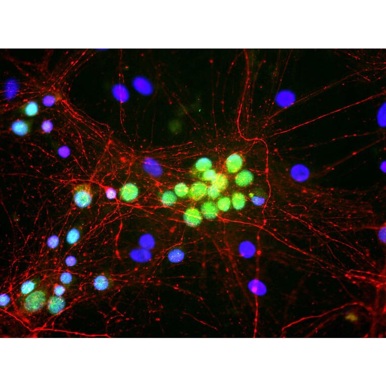 Immunofluorescence - Anti-Fox1 Antibody (A85396) - Antibodies.com