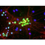 Immunofluorescence - Anti-Fox1 Antibody (A85396) - Antibodies.com