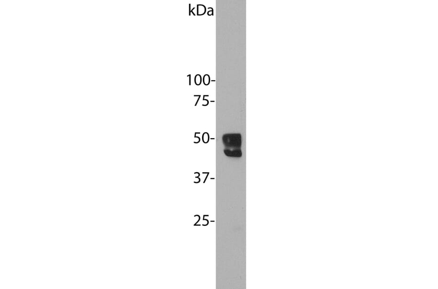 Western Blot - Anti-Fox1 Antibody (A85396) - Antibodies.com