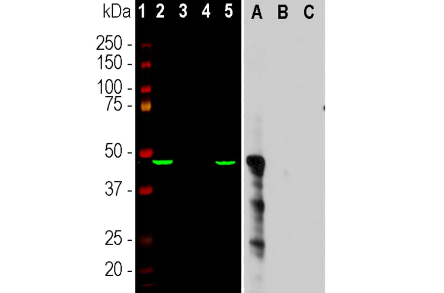 Western Blot - Anti-Aurora A Kinase Antibody [1A11] (A85397) - Antibodies.com