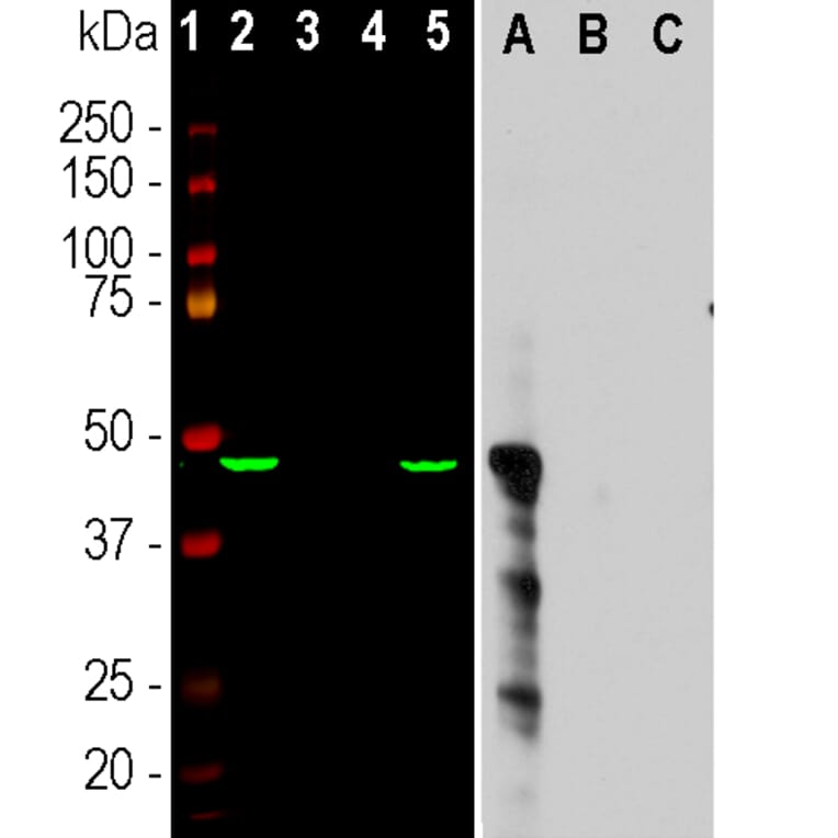 Western Blot - Anti-Aurora A Kinase Antibody [1A11] (A85397) - Antibodies.com
