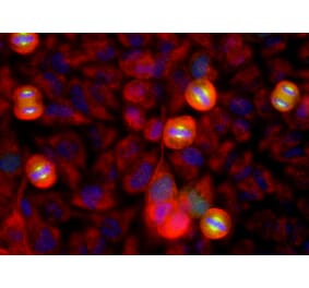 Immunofluorescence - Anti-Aurora Kinase A Antibody (A85397) - Antibodies.com