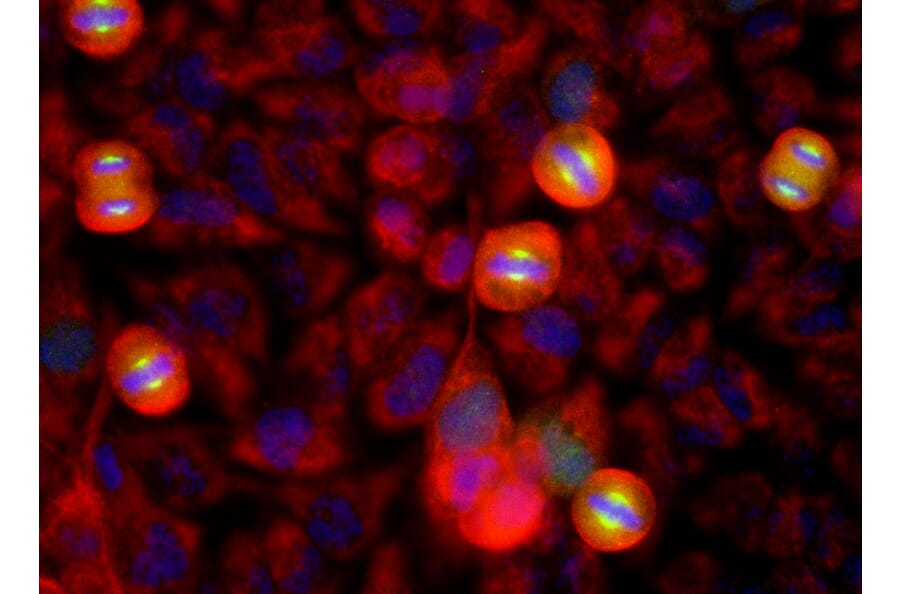 Immunofluorescence - Anti-Aurora A Kinase Antibody [1A11] (A85397) - Antibodies.com