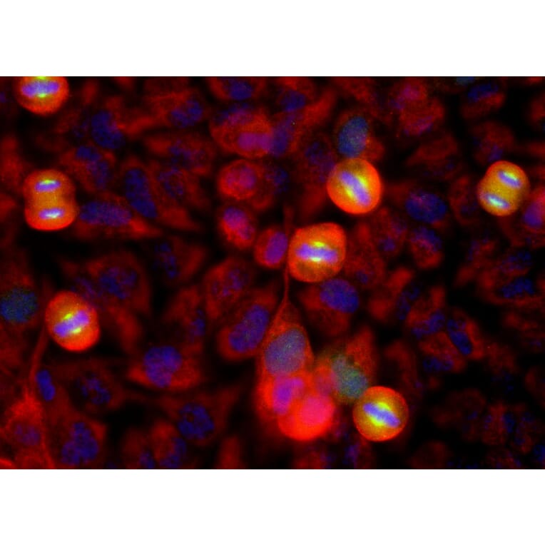 Immunofluorescence - Anti-Aurora A Kinase Antibody [1A11] (A85397) - Antibodies.com
