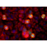 Immunofluorescence - Anti-Aurora A Kinase Antibody [1A11] (A85397) - Antibodies.com