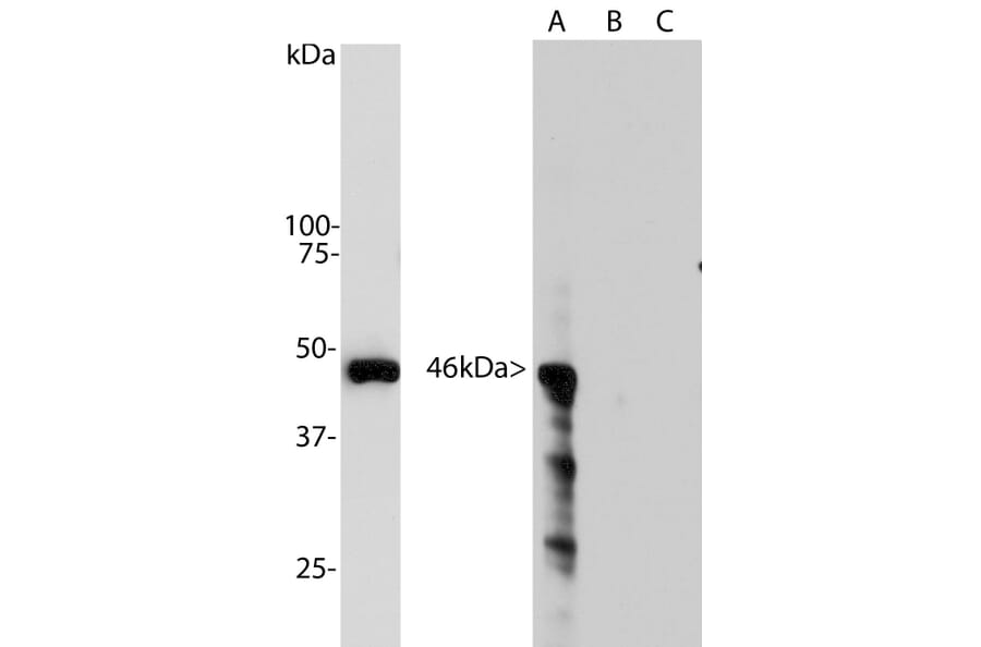Western Blot - Anti-Aurora A Kinase Antibody [1A11] (A85397) - Antibodies.com