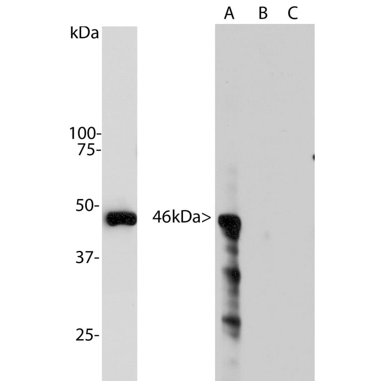 Western Blot - Anti-Aurora A Kinase Antibody [1A11] (A85397) - Antibodies.com