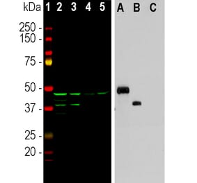 Western Blot - Anti-Aurora A + B Kinase Antibody [5A12] (A85399) - Antibodies.com