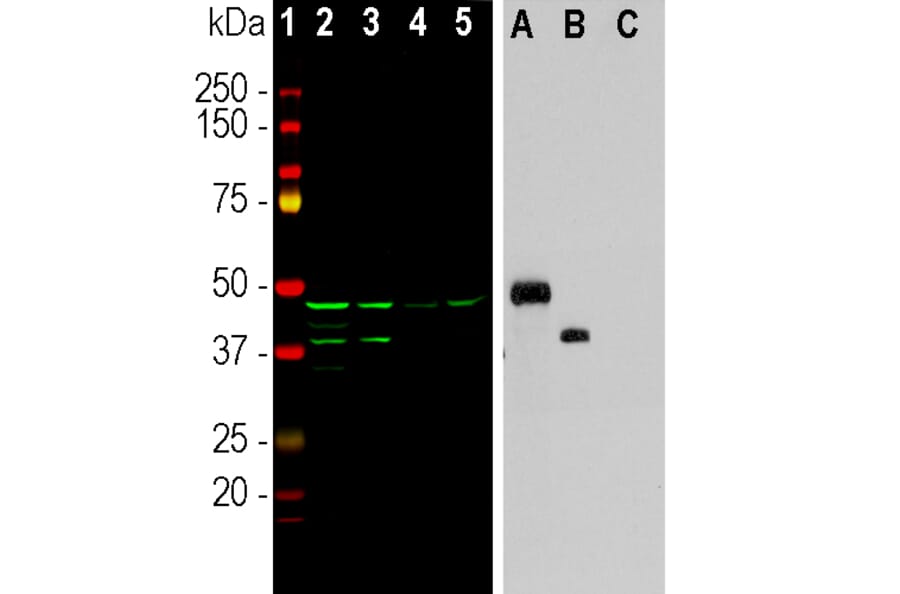 Western Blot - Anti-Aurora A + B Kinase Antibody [5A12] (A85399) - Antibodies.com