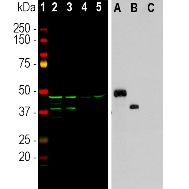 Western Blot - Anti-Aurora A + B Kinase Antibody [5A12] (A85399) - Antibodies.com