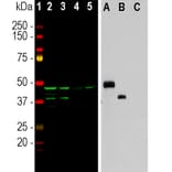 Western Blot - Anti-Aurora A + B Kinase Antibody [5A12] (A85399) - Antibodies.com