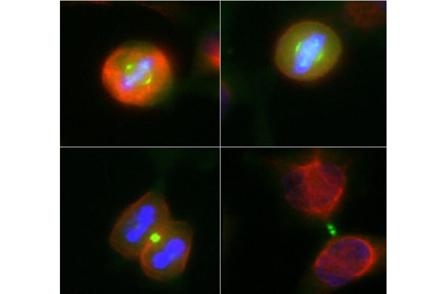 Immunofluorescence - Anti-Aurora A + B Kinase Antibody [5A12] (A85399) - Antibodies.com