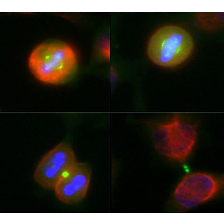 Immunofluorescence - Anti-Aurora A + B Kinase Antibody [5A12] (A85399) - Antibodies.com
