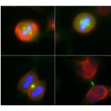 Immunofluorescence - Anti-Aurora A + B Kinase Antibody [5A12] (A85399) - Antibodies.com