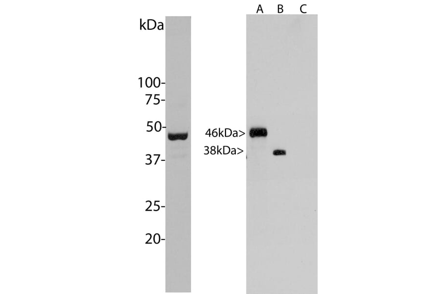 Western Blot - Anti-Aurora A + B Kinase Antibody [5A12] (A85399) - Antibodies.com