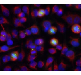 Immunofluorescence - Anti-Aurora A/B Kinase Antibody (A85400) - Antibodies.com