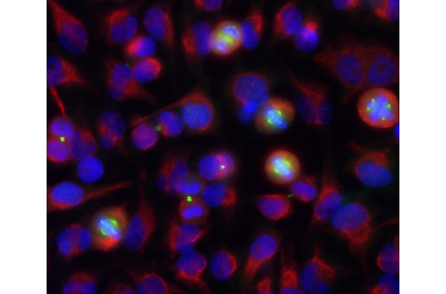 Immunofluorescence - Anti-Aurora A + B Kinase Antibody [3H1] (A85400) - Antibodies.com
