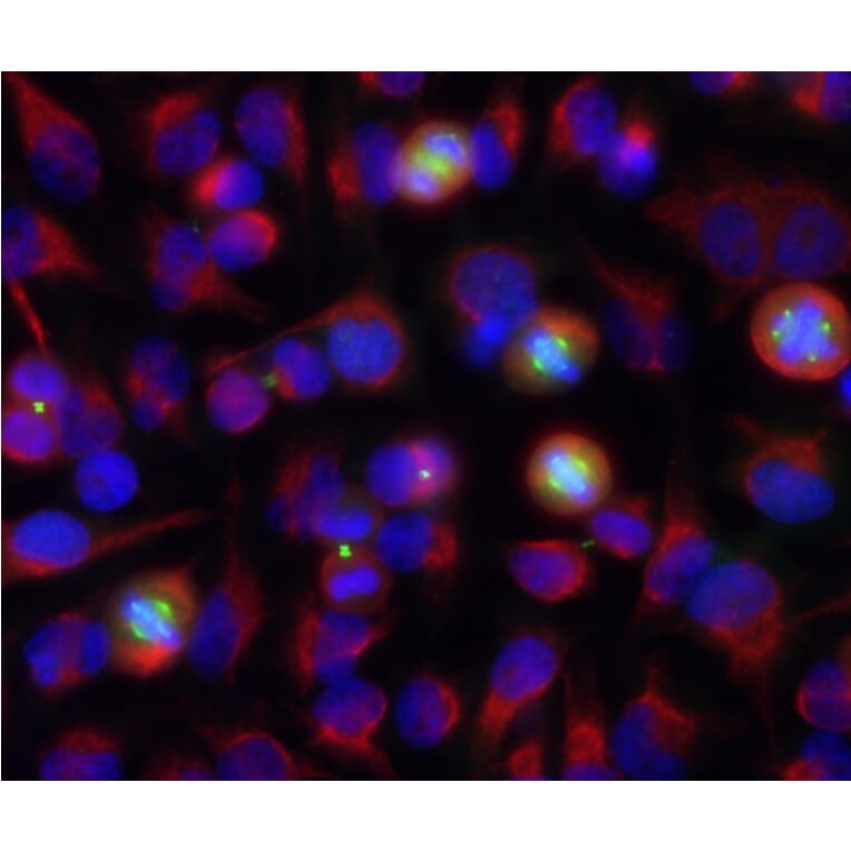 Immunofluorescence - Anti-Aurora A + B Kinase Antibody [3H1] (A85400) - Antibodies.com