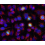 Immunofluorescence - Anti-Aurora A + B Kinase Antibody [3H1] (A85400) - Antibodies.com