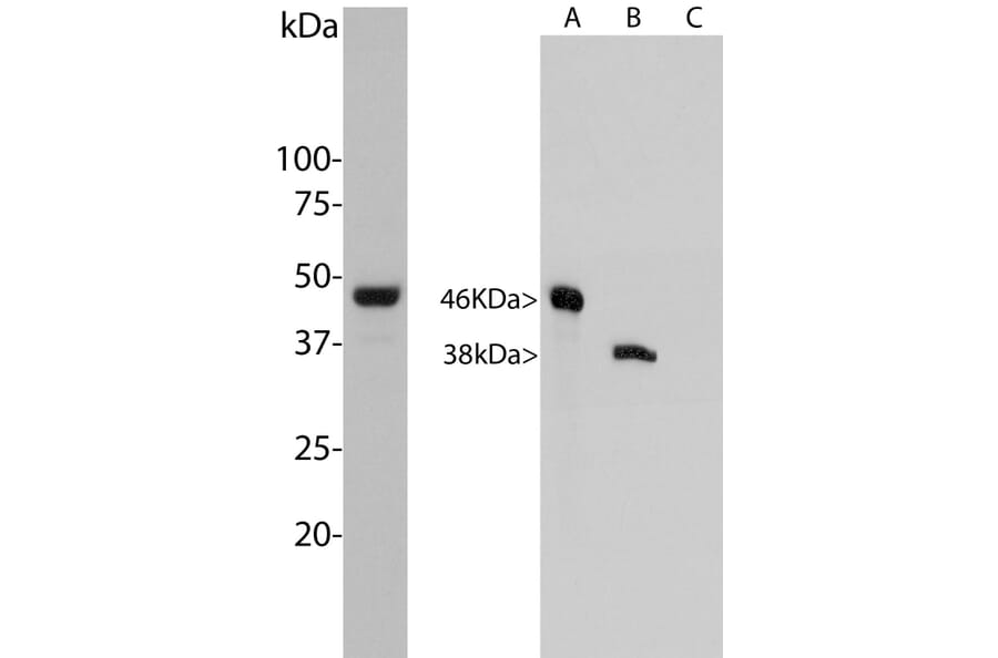 Western Blot - Anti-Aurora A + B Kinase Antibody [3H1] (A85400) - Antibodies.com