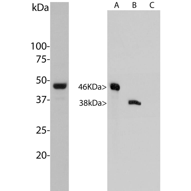 Western Blot - Anti-Aurora A + B Kinase Antibody [3H1] (A85400) - Antibodies.com