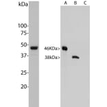 Western Blot - Anti-Aurora A + B Kinase Antibody [3H1] (A85400) - Antibodies.com