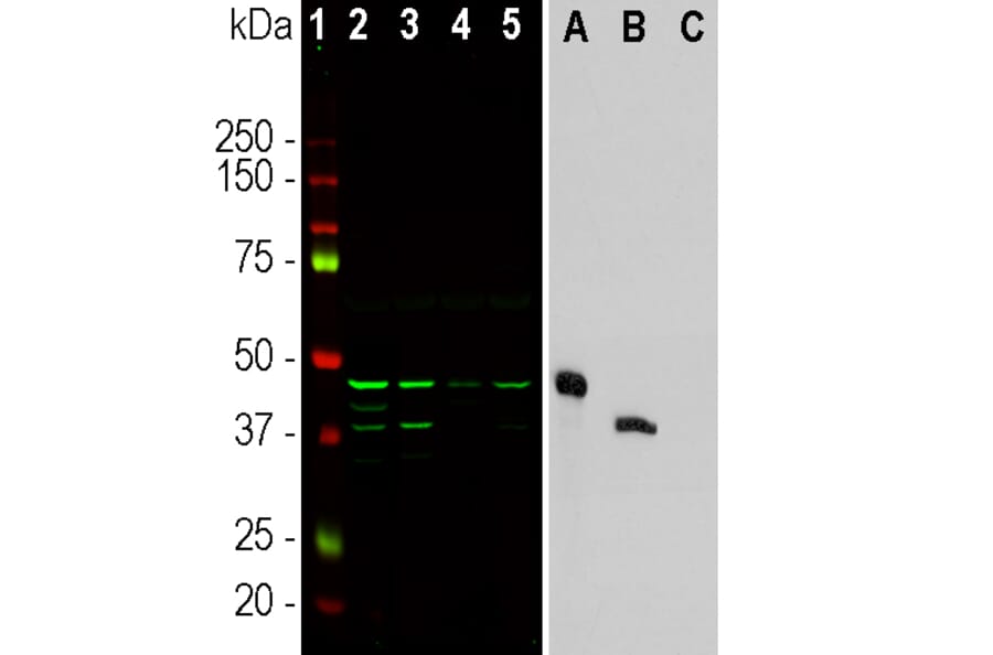 Western Blot - Anti-Aurora A + B Kinase Antibody [3H1] (A85400) - Antibodies.com