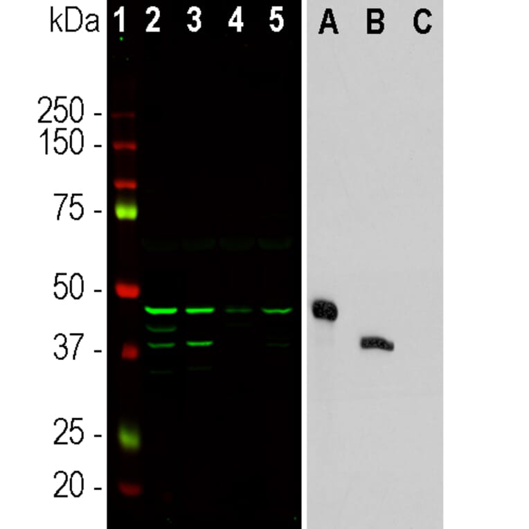 Western Blot - Anti-Aurora A + B Kinase Antibody [3H1] (A85400) - Antibodies.com