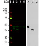 Western Blot - Anti-Aurora A + B Kinase Antibody [3H1] (A85400) - Antibodies.com