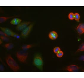 Immunofluorescence - Anti-Aurora A/B/C Kinase Antibody (A85401) - Antibodies.com
