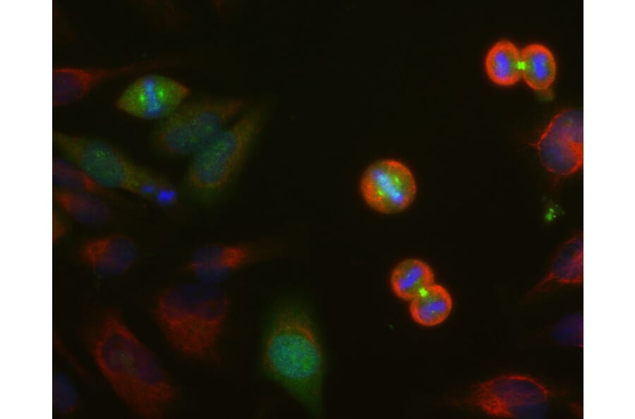 Immunofluorescence - Anti-Aurora A + B + C Kinase Antibody [4A7] (A85401) - Antibodies.com