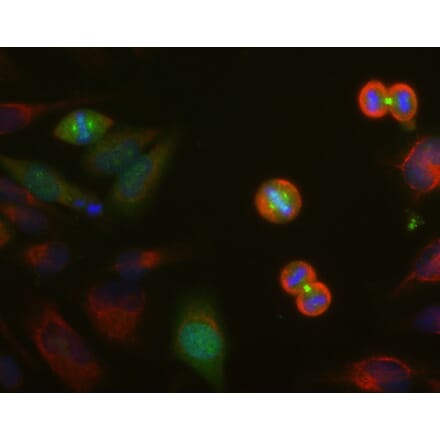 Immunofluorescence - Anti-Aurora A/B/C Kinase Antibody (A85401) - Antibodies.com