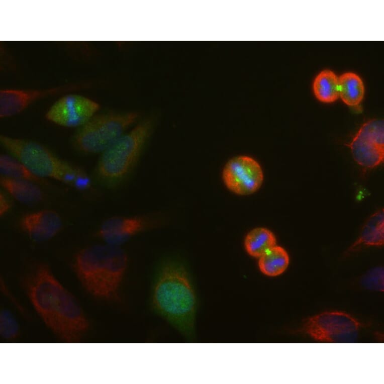 Immunofluorescence - Anti-Aurora A + B + C Kinase Antibody [4A7] (A85401) - Antibodies.com