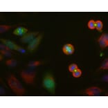 Immunofluorescence - Anti-Aurora A + B + C Kinase Antibody [4A7] (A85401) - Antibodies.com