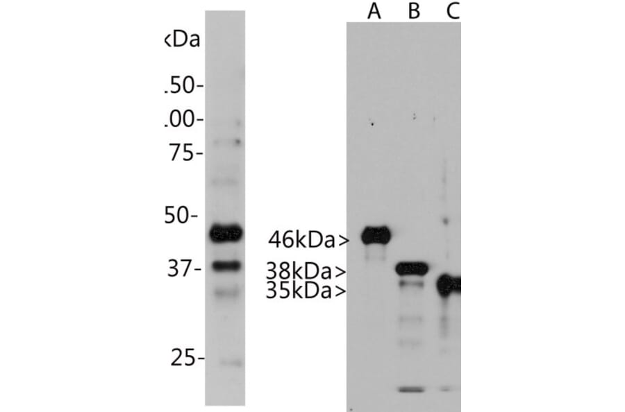Western Blot - Anti-Aurora A + B + C Kinase Antibody [4A7] (A85401) - Antibodies.com
