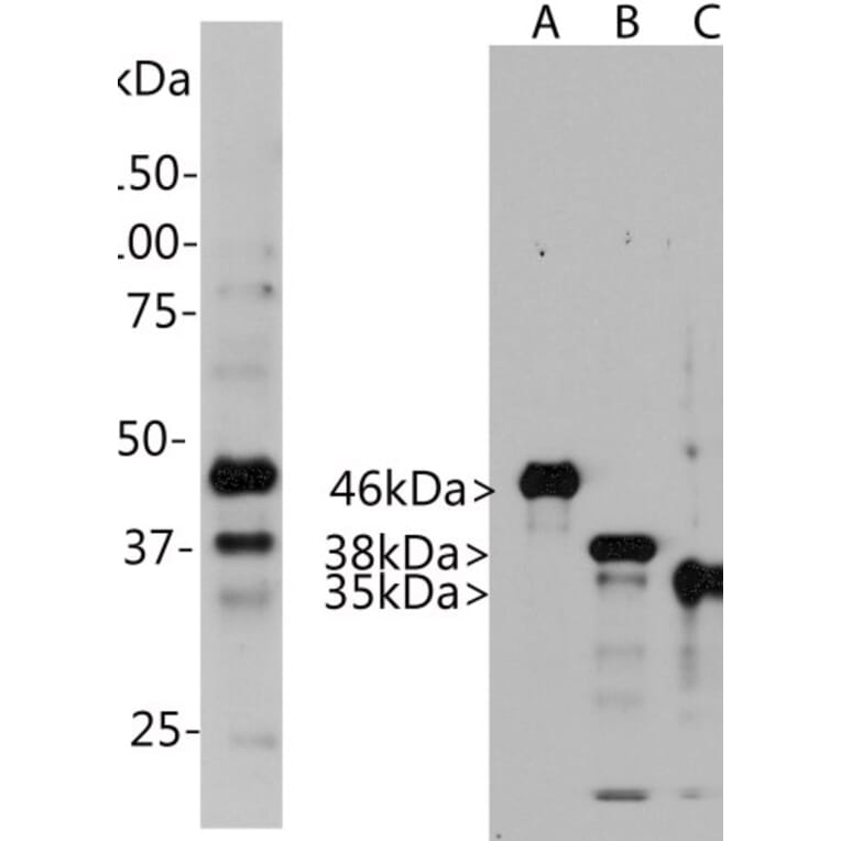 Western Blot - Anti-Aurora A + B + C Kinase Antibody [4A7] (A85401) - Antibodies.com