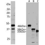 Western Blot - Anti-Aurora A + B + C Kinase Antibody [4A7] (A85401) - Antibodies.com