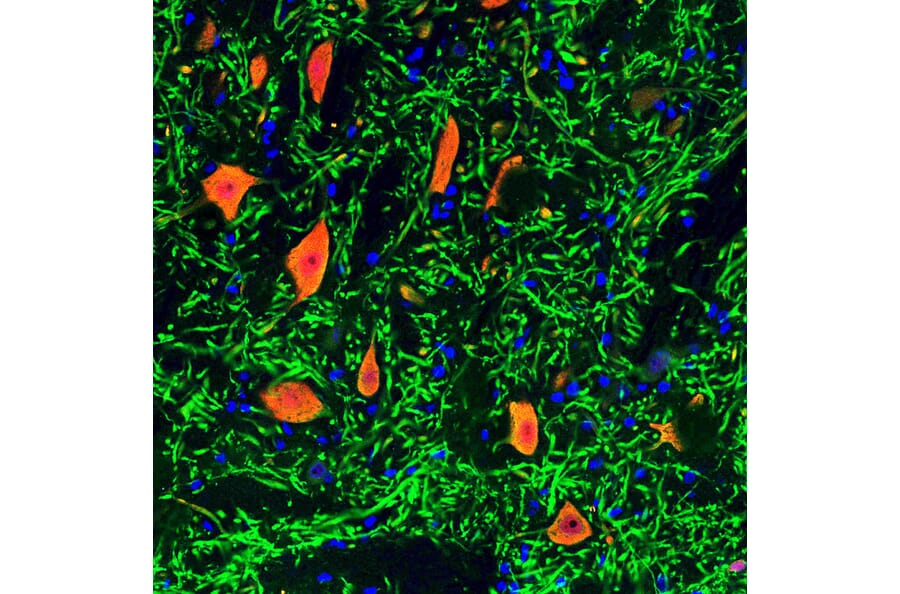 Immunofluorescence - Anti-NeuN Antibody (A85403) - Antibodies.com