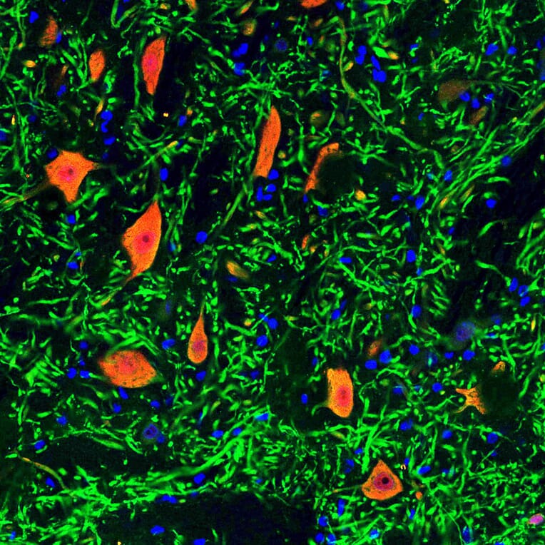 Immunofluorescence - Anti-NeuN Antibody (A85403) - Antibodies.com